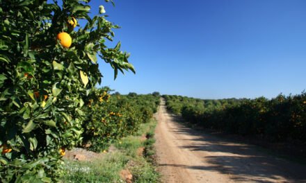 La Junta concede un incentivo a Riotinto Fruit para mejorar su competitividad