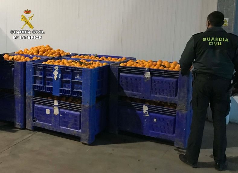 Roban más de 2.000 kilos de naranjas en una finca de Zalamea