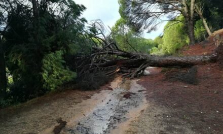 El temporal derriba varios pinos en la vía verde entre El Campillo y Riotinto