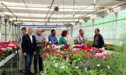 El alcalde de Nerva recoge plantas ornamentales de temporada para el municipio