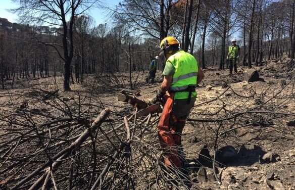 Comienzan los trabajos de restauración en la zona afectada por el incendio de Nerva