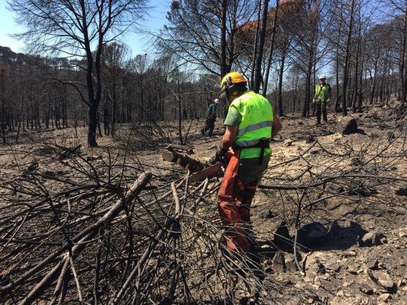 Comienzan los trabajos de restauración en la zona afectada por el incendio de Nerva
