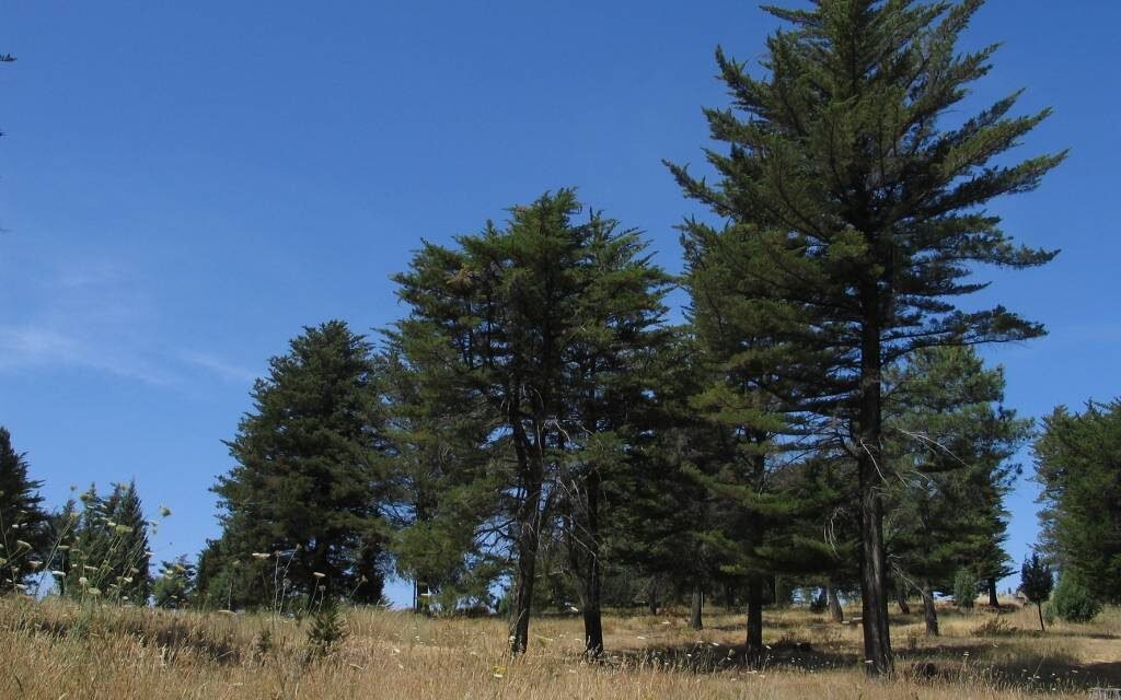 El Parque de Los Cipreses, un emblema de la vida natural en El Campillo