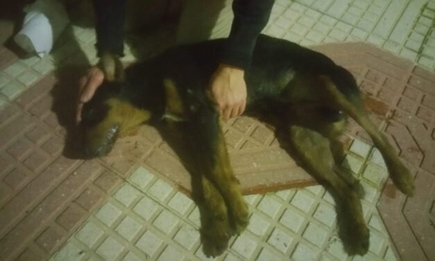 Condenado a ocho meses de prisión por matar dos perros y arrojarlos a un arroyo en Beas