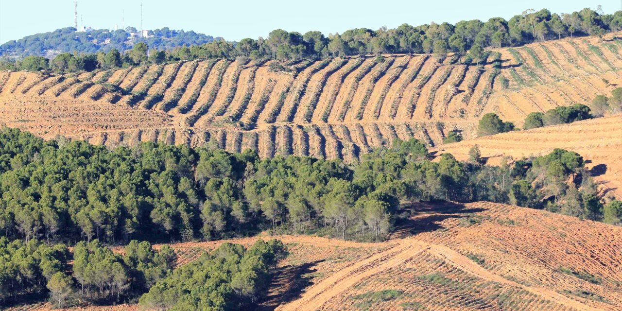 Denuncian nuevas plantaciones de eucalipto en el Paisaje Protegido del Río Tinto