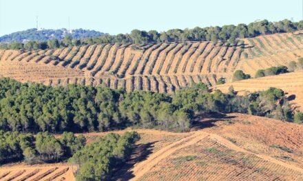 Denuncian nuevas plantaciones de eucalipto en el Paisaje Protegido del Río Tinto