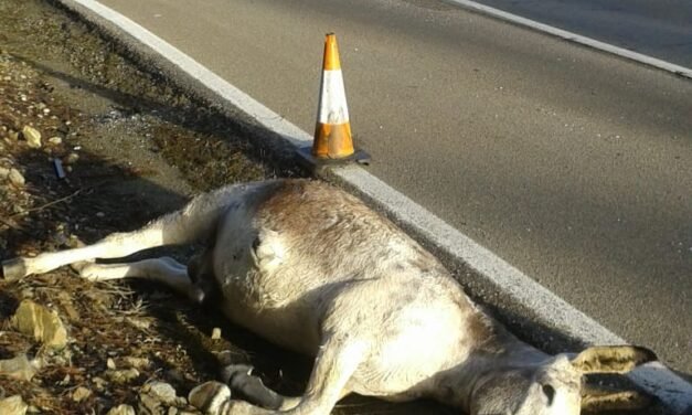 Un autobús atropella a un burro en Riotinto