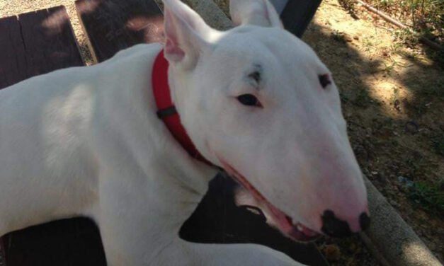 Buscan a una perra bull terrier perdida en Riotinto