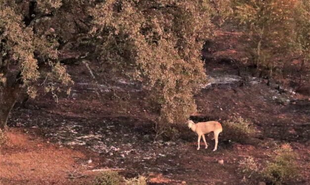 La frontera ‘minera’ de Huelva y Sevilla sufre 30 incendios en 15 años