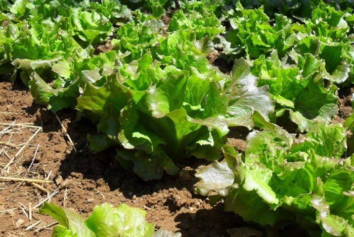 Organizan un coloquio sobre los huertos mineros de Riotinto