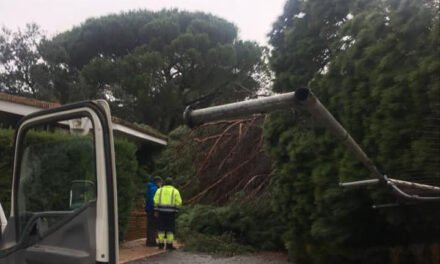 El temporal provoca la caída de varios árboles en Riotinto