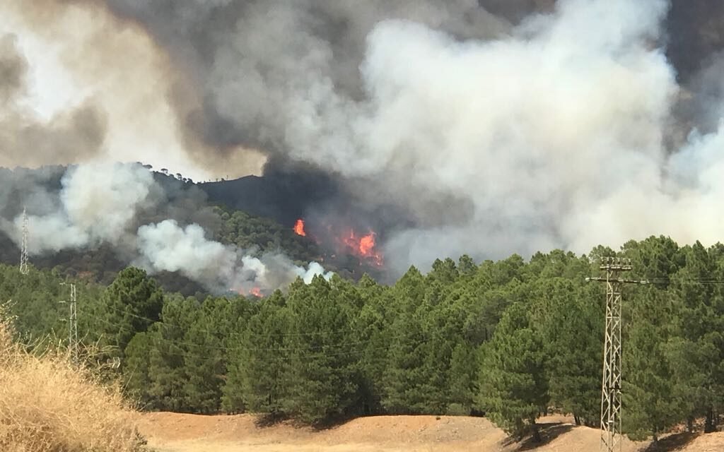 Organizan una bellotada para repoblar la zona del incendio de Nerva