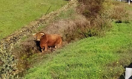 Un toro bravo deambula entre Campofrío y Aracena tras escapar de una finca