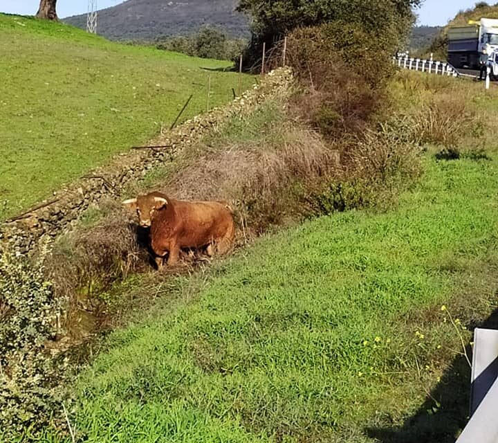 Un toro bravo deambula entre Campofrío y Aracena tras escapar de una finca