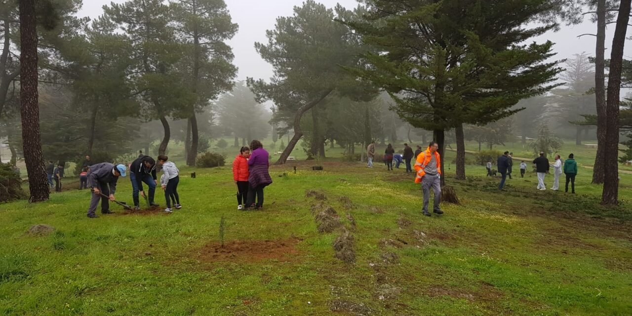 El Campillo repuebla su Parque de los Cipreses con 150 nuevos árboles