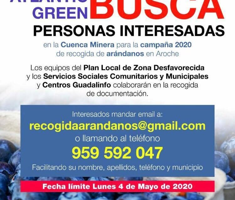 Buscan a personas de la Cuenca para la campaña de arándanos de Aroche