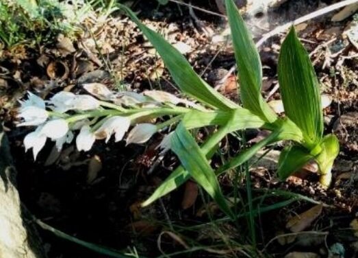 Descubren cuatro nuevas especies de orquídeas en Zalamea