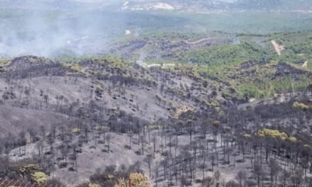 IU critica el abandono de la zona afectada por el incendio de Nerva