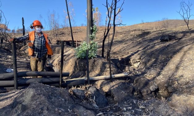 Ence pone en marcha medidas para atajar la erosión del suelo tras el incendio de Almonaster