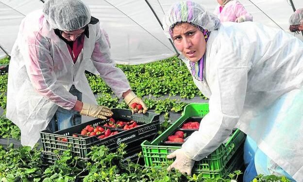 El Gobierno prepara un ‘Plan B’ para los trabajadores de la fresa si no se llega a un acuerdo con Marruecos
