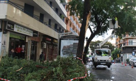 El temporal provoca más de 100 incidencias y tira dos árboles en la plaza Quintero Báez