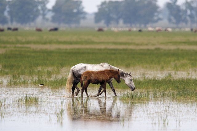 El Supremo señala que es “ilegal” recoger el agua de lluvia de Doñana