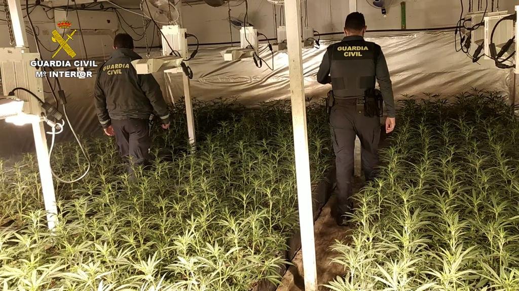 Detenido por cultivar 1.500 plantas de marihuana en La Nava