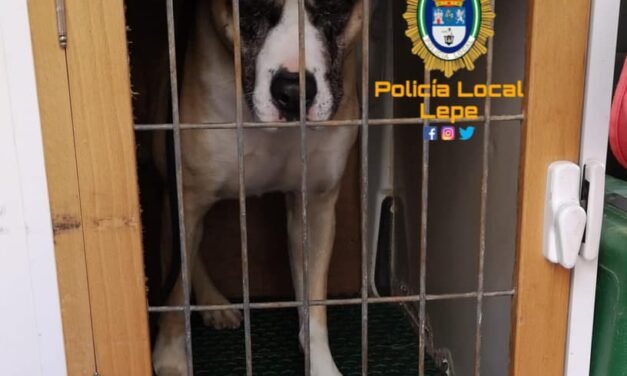 La policía captura a un perro peligroso tras morder a un vecino en Lepe