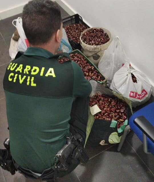Donan en Riotinto 425 kilos de castañas que habían sido robadas en la Sierra