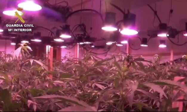 Desmantelan una organización con 3.500 planta de marihuana a lo largo de la Costa de Huelva