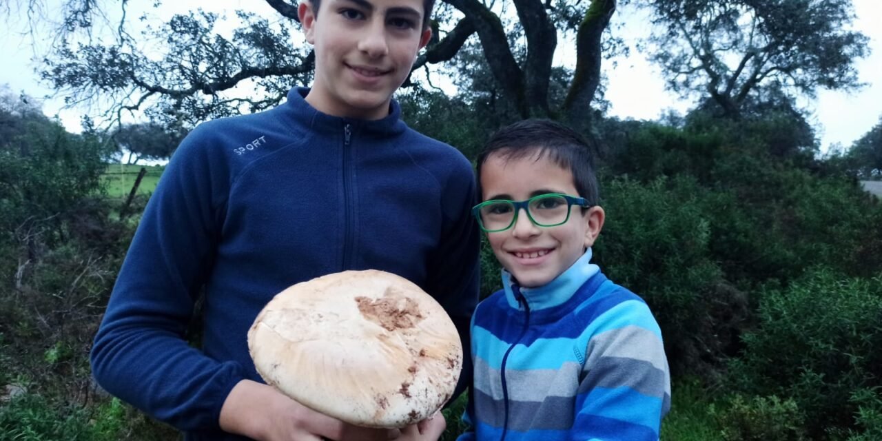 La Cuenca Minera vive una de sus mejores temporadas de gurumelos