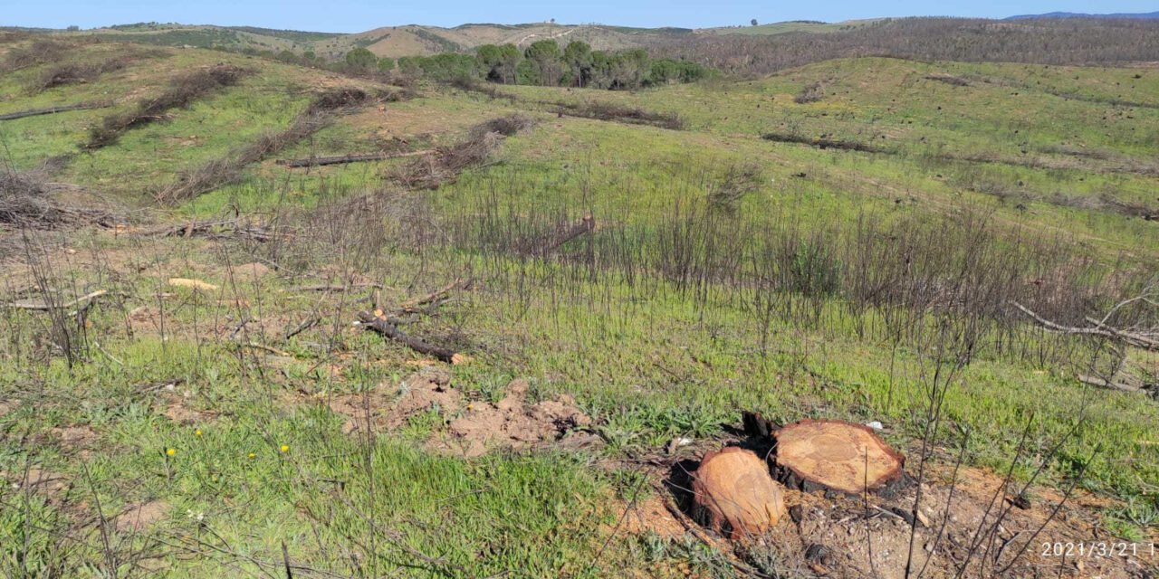 Denuncian la tala de “incontables” pinos que se salvaron del incendio de Almonaster