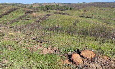 Denuncian la tala de “incontables” pinos que se salvaron del incendio de Almonaster