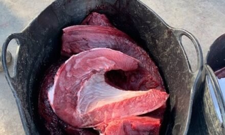 Tres investigados por capturar atunes fuera de temporada en Mazagón