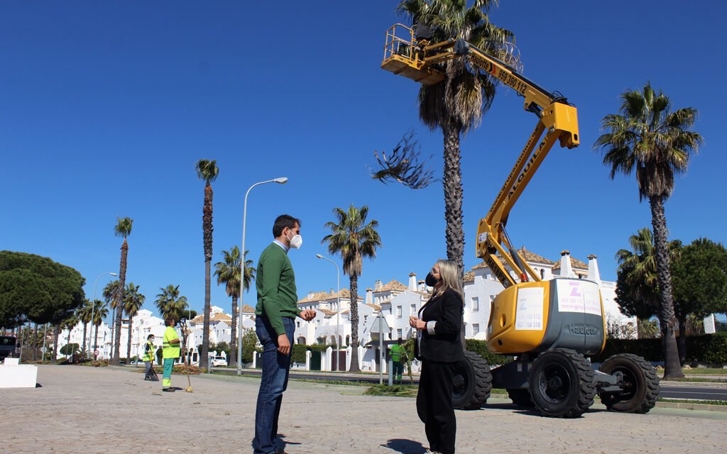 El Ayuntamiento acomete la poda de las palmeras y arbolado en Nuevo Portil