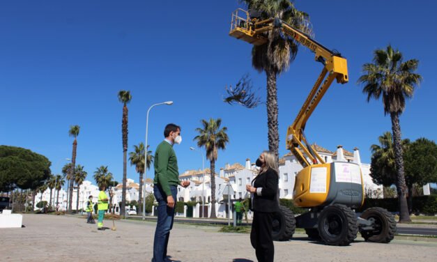 El Ayuntamiento acomete la poda de las palmeras y arbolado en Nuevo Portil