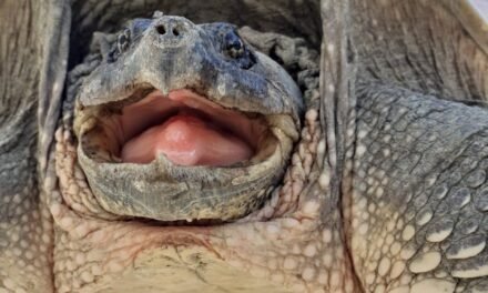 Capturan una exótica tortuga mordedora en El Portil
