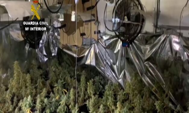 Cuatro detenidos por cultivar más de 300 plantas de marihuana en una casa de Trigueros
