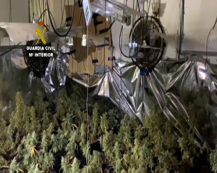 Cuatro detenidos por cultivar más de 300 plantas de marihuana en una casa de Trigueros