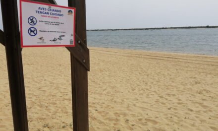 Cartaya señaliza las zonas de cría de aves protegidas en sus playas