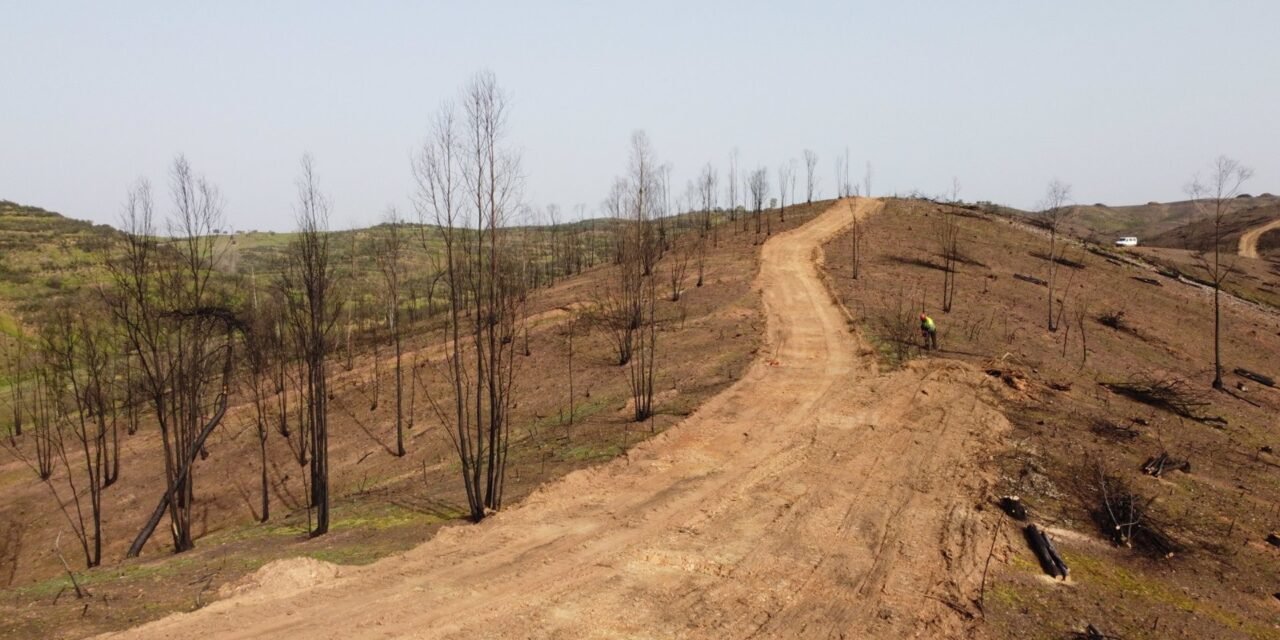 Diputación lleva a cabo labores de restauración en una finca de El Campillo tras el incendio de Almonaster