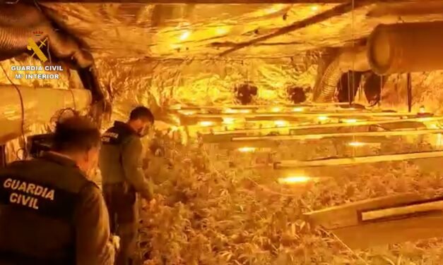 Hallan 1.900 plantas de marihuana en una nave de Gibraleón