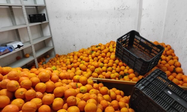 La Policía Local halla 3,5 toneladas de naranjas peligrosas para el consumo en El Torrejón