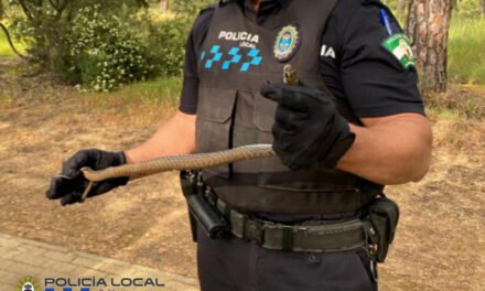 La policía de Aljaraque captura una culebra venenosa en La Monacilla