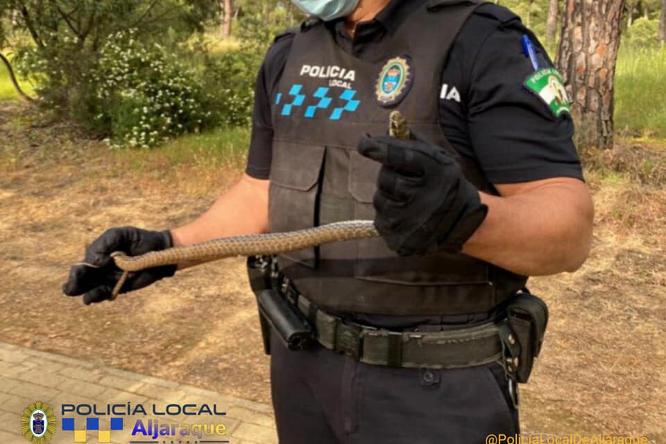La policía de Aljaraque captura una culebra venenosa en La Monacilla