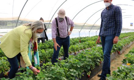 Cartaya destaca la innovación y el desarrollo sostenible de sus empresas agrícolas