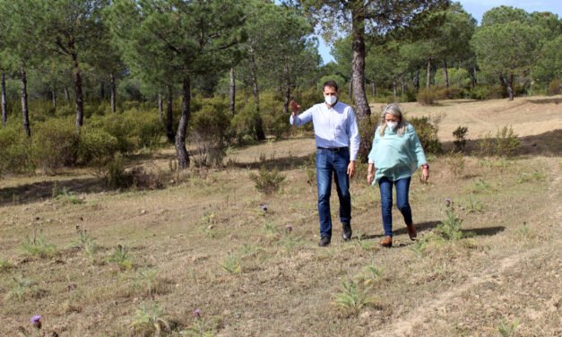 Cartaya exige a la Junta la realización de cortafuegos para prevenir incendios forestales