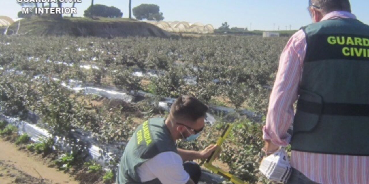 La Guardia Civil investiga a cinco personas por cultivar arándanos sin licencia