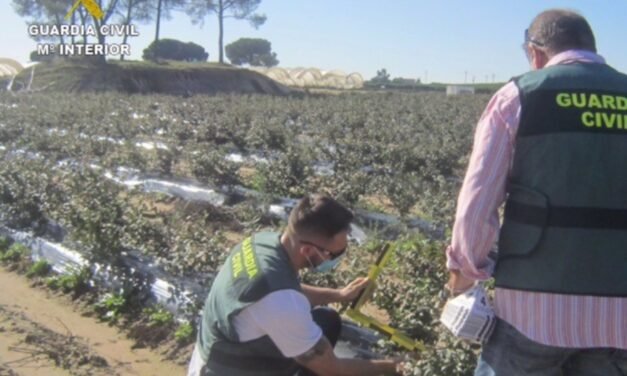 La Guardia Civil investiga a cinco personas por cultivar arándanos sin licencia