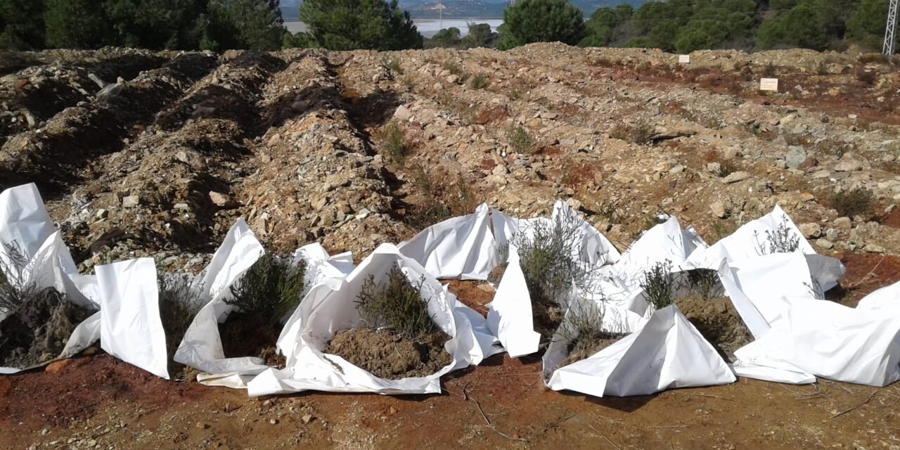 Atalaya logra salvar el brezo minero con su gestión medioambiental